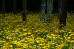 オオハンゴンソウ