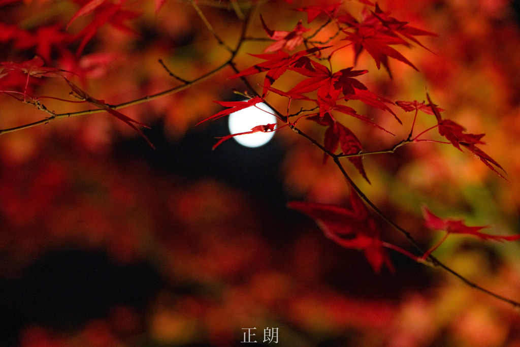 紅葉とお月さま