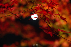 紅葉とお月さま