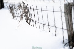 枯れくさと雪