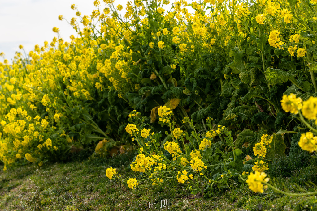 菜の花
