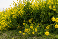 菜の花