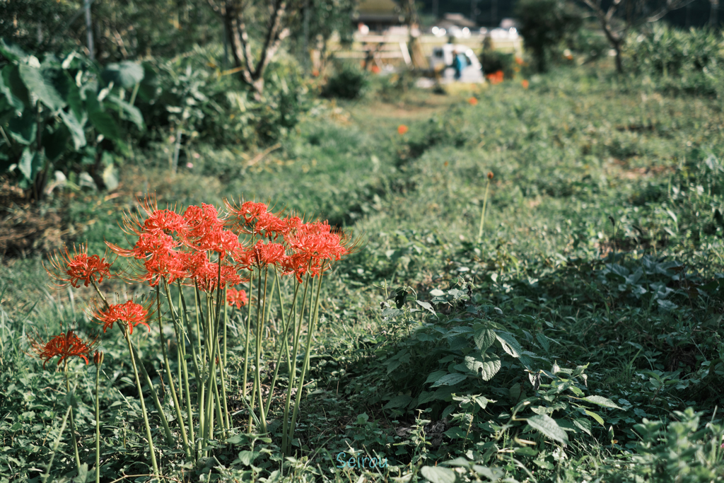 田舎