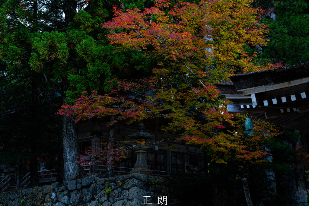秋