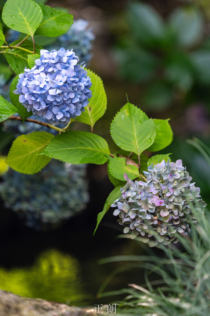 紫陽花と小川