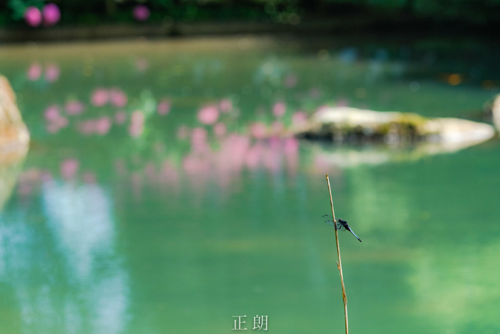 早生まれのトンボ