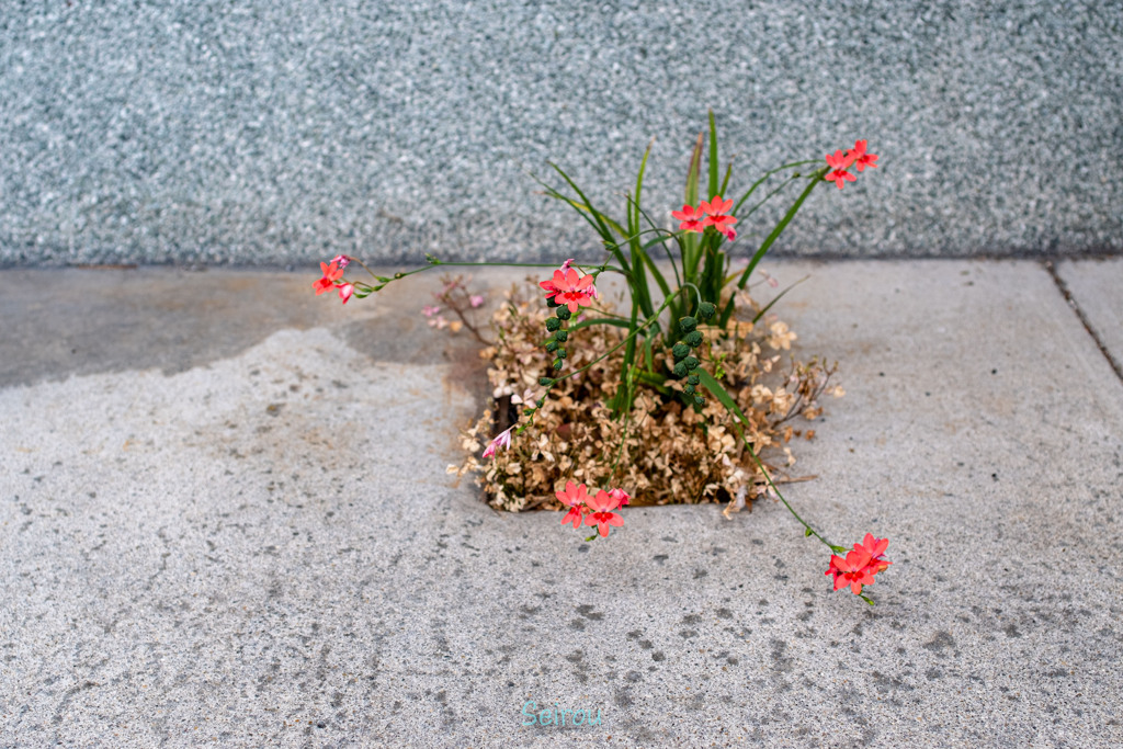 _DSF1237