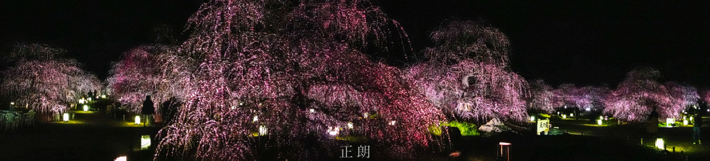 枝垂れ梅