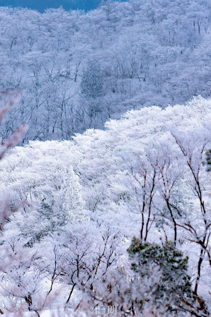 樹氷