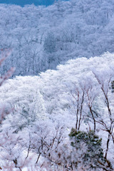 樹氷