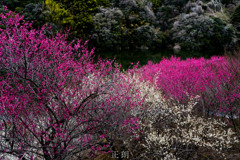 湖畔の梅
