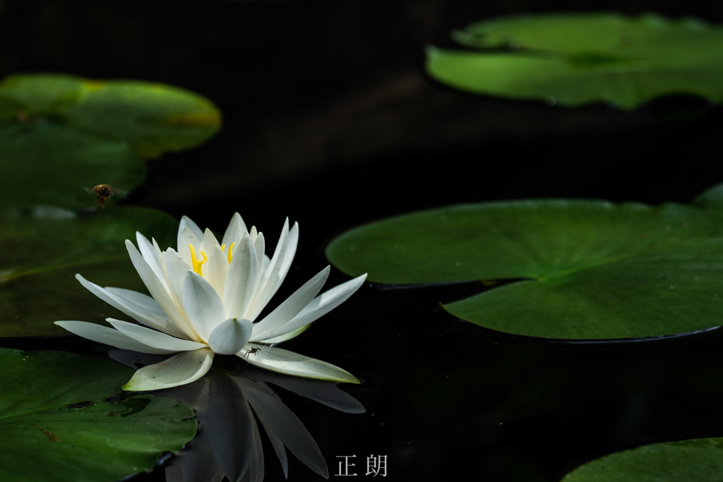 睡蓮と蜘蛛と蜂