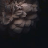 soft pink