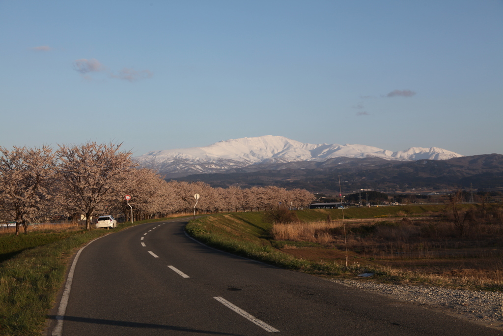 霊峰月山と桜