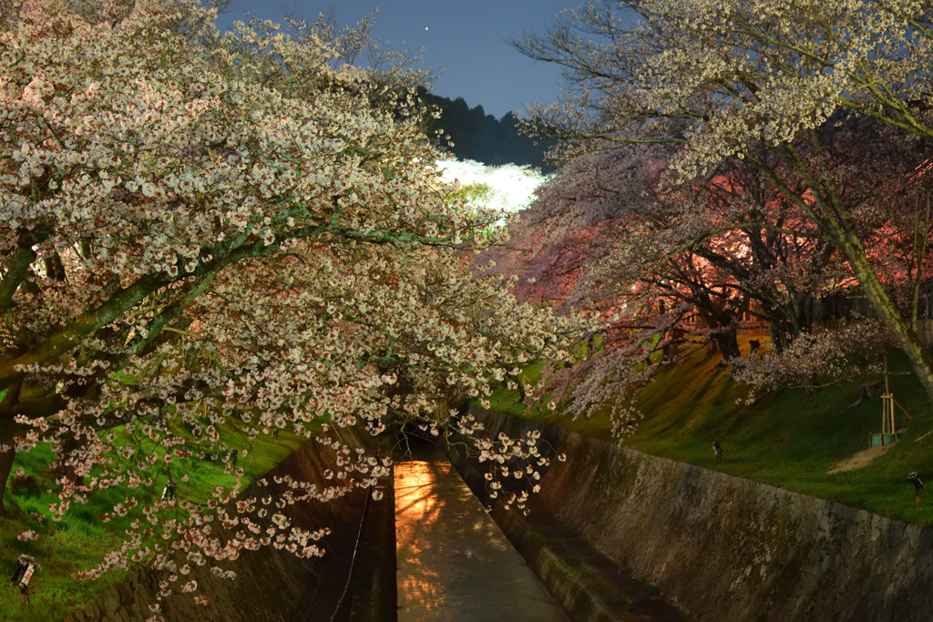 琵琶湖疏水の桜