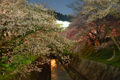 琵琶湖疏水の桜