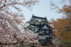 桜咲く彦根城