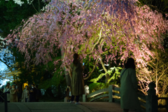 三井寺のしだれ桜