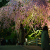 三井寺のしだれ桜