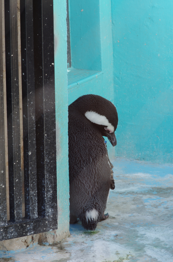 落ち込むペンギン