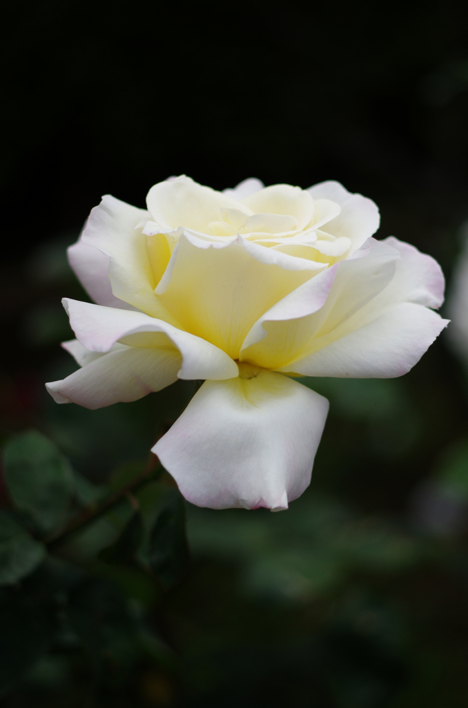 白い薔薇