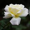 白い薔薇