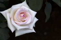 白い薔薇2