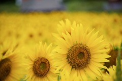蒜山ひまわり畑