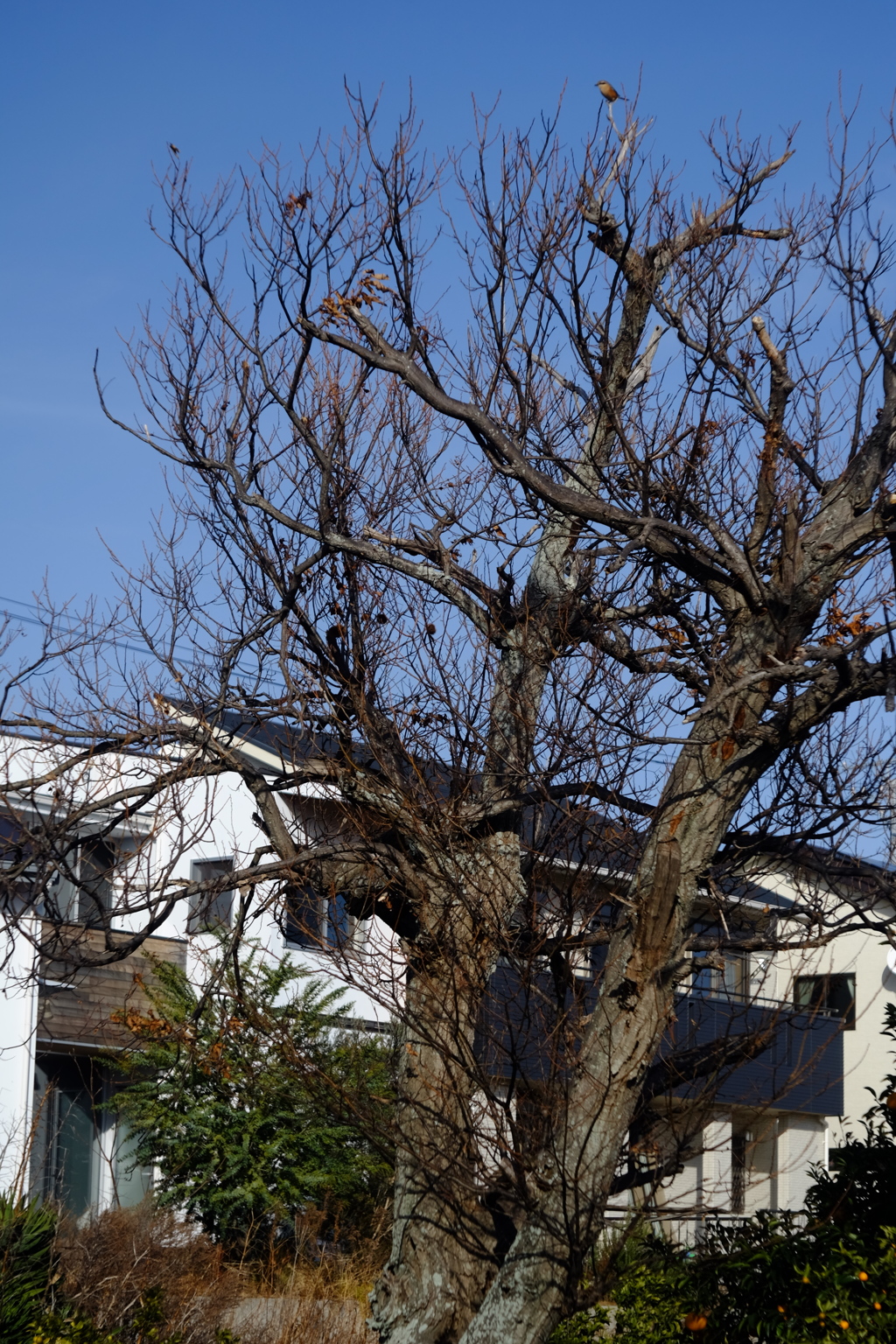 大きな栗の木の上で
