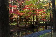 静寂の紅葉