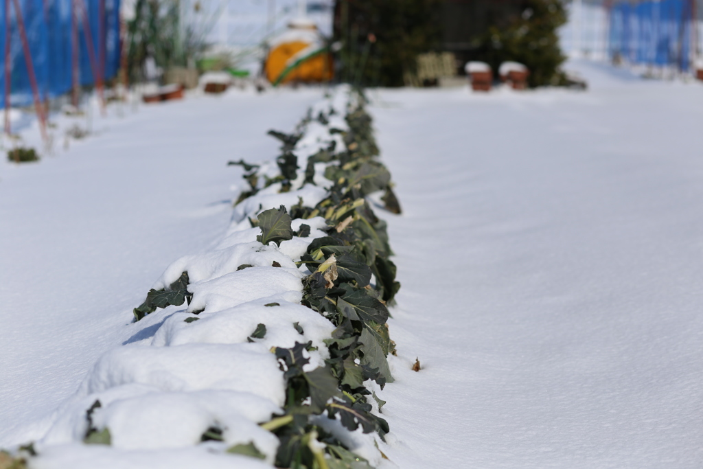 雪ノ下