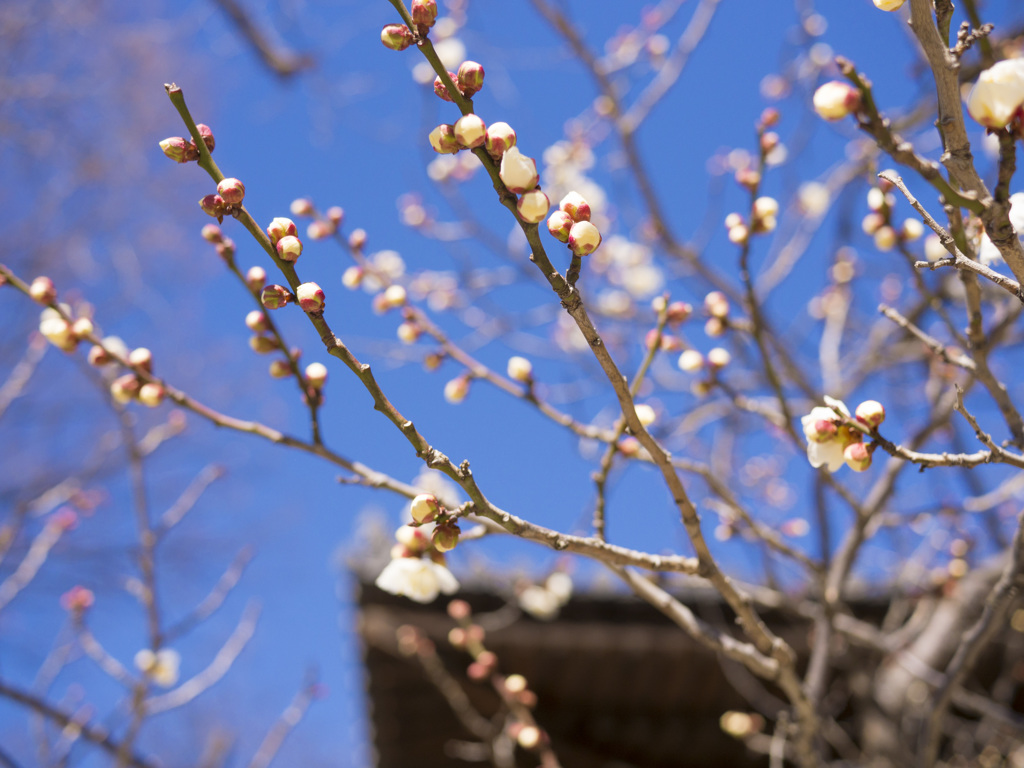 梅と冬空