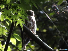 野生の梟