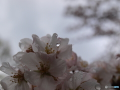 雨と桜