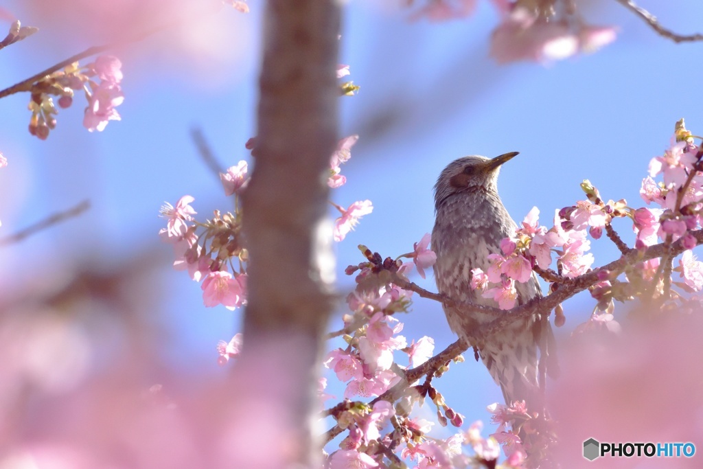 河津桜に囲まれて