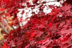 紅葉