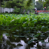 梅雨