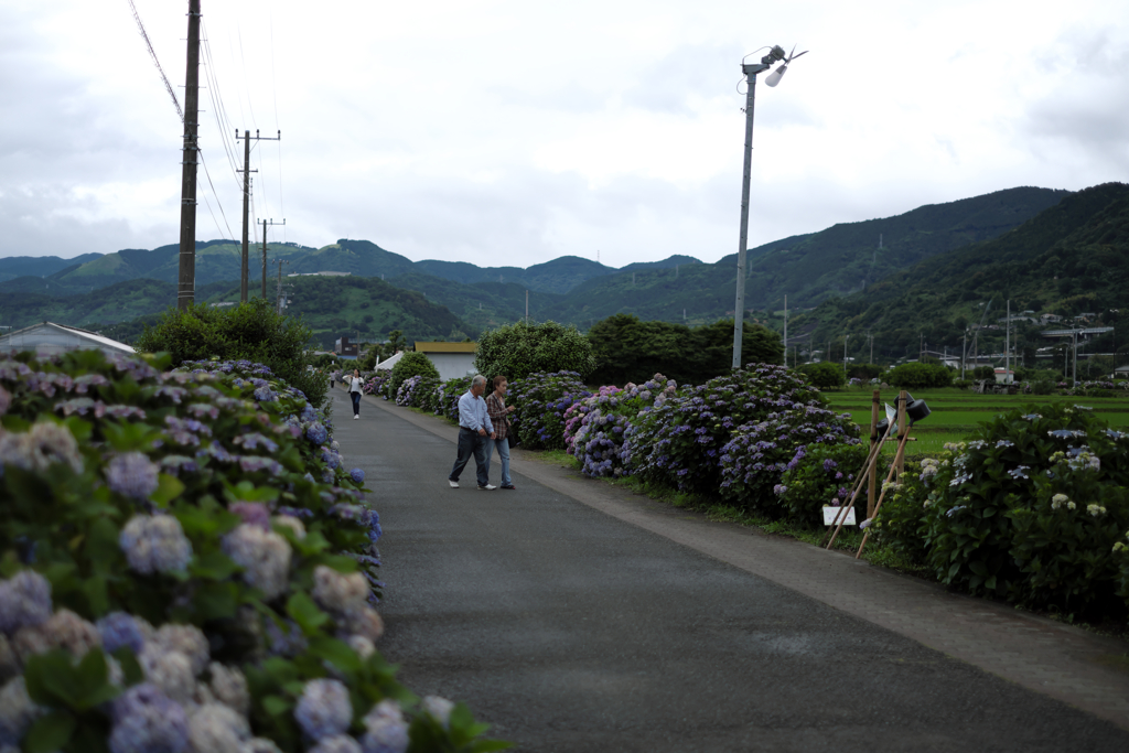 あじさい祭り