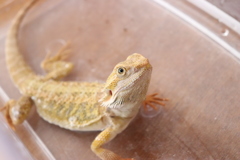 フトアゴヒゲトカゲのおもち