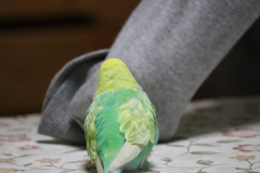 通せんぼ～