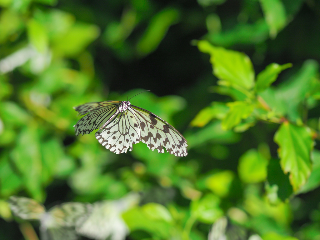 滑空する蝶