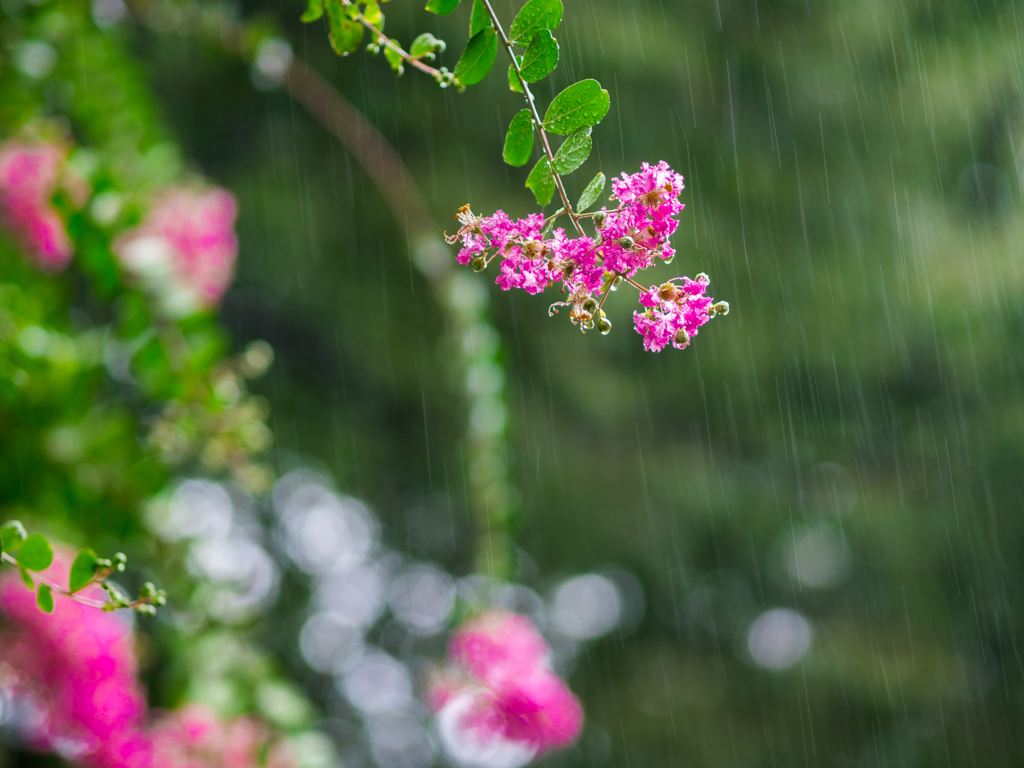 雨に咲く紫薇