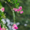 雨に咲く紫薇