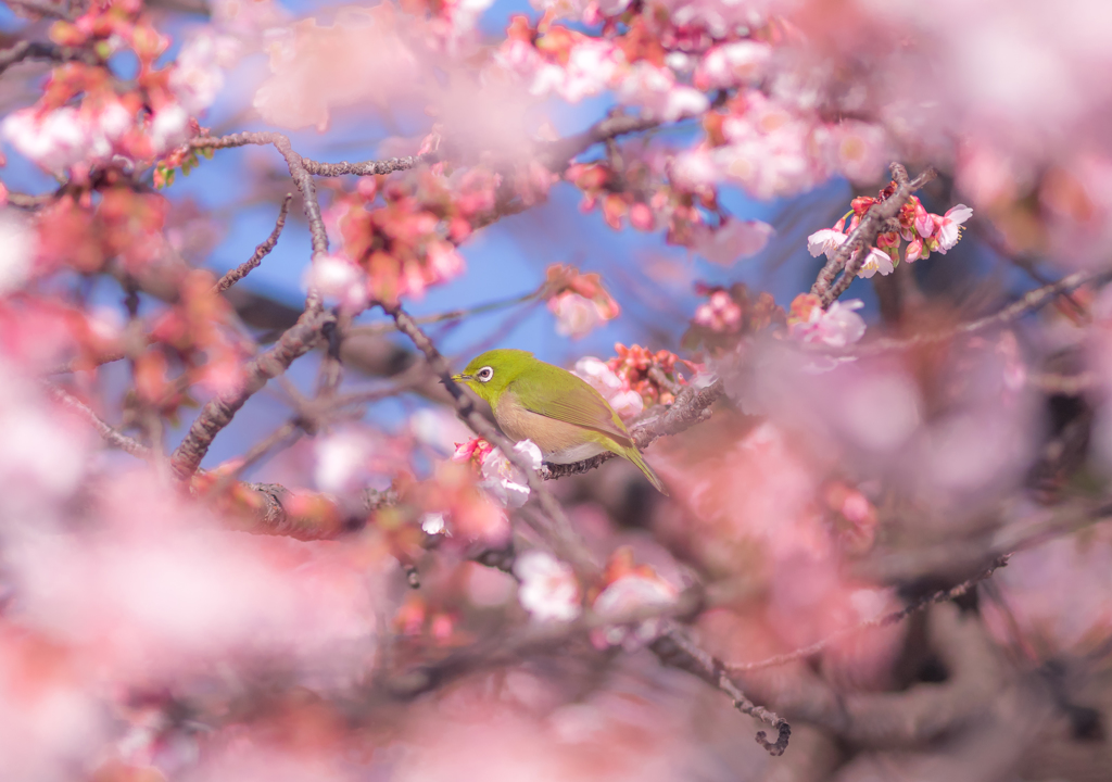 桜の渦に包まれて