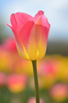 和田公園４