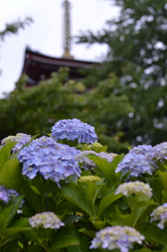 本土寺１