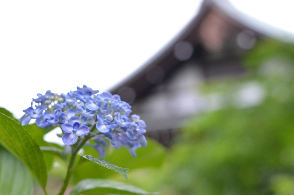 本土寺２