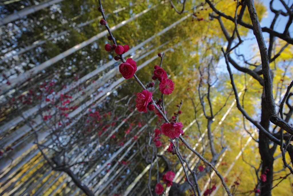 梅と竹林