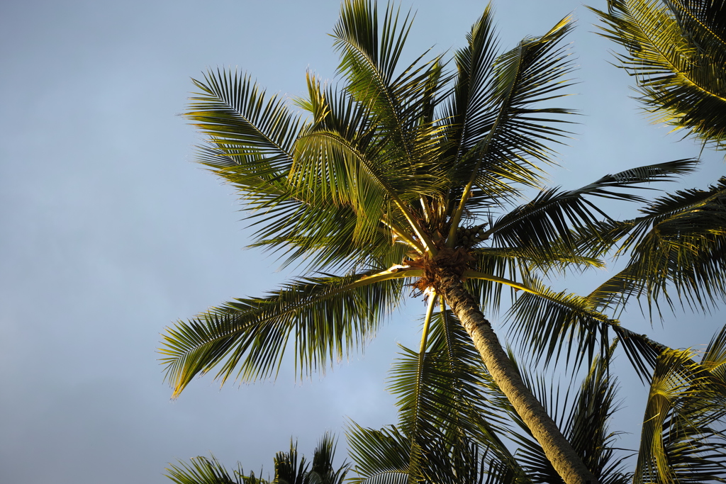 HAWAII 26