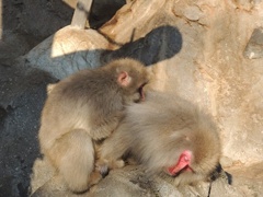 お猿さん in上野動物園